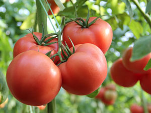 ʳ�÷�����5����ɣ��Բ��Ի�ʹ��������